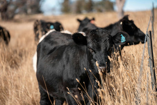 The Life of a Wagyu Cow